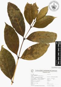 Coffea arabica image